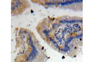 IHC-P analysis of Intestine tissue, with DAB staining. (DEFA4 Antikörper  (AA 20-92))