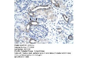 Human kidney (EVX1 Antikörper  (N-Term))