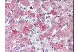 Human Liver (formalin-fixed, paraffin-embedded) stained with SIL1at 5 µg/ml followed by biotinylated anti-goat IgG secondary antibody, alkaline phosphatase-streptavidin and chromogen. (SIL1 Antikörper  (C-Term))
