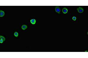 Immunofluorescent analysis of HepG2 cells using ABIN7162471 at dilution of 1:100 and Alexa Fluor 488-congugated AffiniPure Goat Anti-Rabbit IgG(H+L) (PAN2 Antikörper  (AA 628-908))