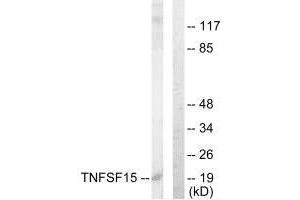 Western Blotting (WB) image for anti-Tumor Necrosis Factor (Ligand) Superfamily, Member 15 (TNFSF15) (C-Term) antibody (ABIN7180272)