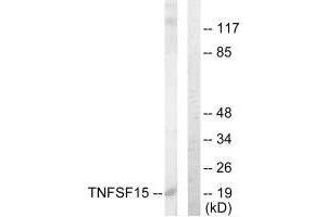 Western blot analysis of extracts from COLO205 cells, using TNFSF15 antibody. (TNFSF15 Antikörper  (C-Term))