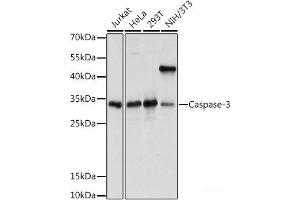 Western blot analysis of extracts of various cell lines using Caspase-3 Polyclonal Antibody at dilution of 1:1000. (Caspase 3 Antikörper)