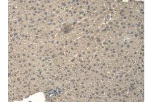 IHC-P analysis of Mouse Liver Tissue, with DAB staining. (BNP Antikörper  (AA 27-121))