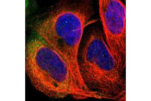 Immunofluorescent staining of human cell line U-2 OS shows localization to cytosol.
