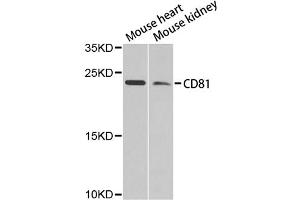 Western blot analysis of extracts of various cell lines, using CD81 antibody (ABIN4903204) at 1:1000 dilution. (CD81 Antikörper)
