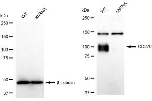 anti-CD276 (CD276) antibody