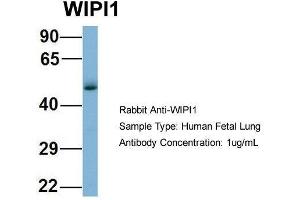 Host: Rabbit  Target Name: WIPI1  Sample Tissue: Human Fetal Lung  Antibody Dilution: 1. (WIPI1 Antikörper  (Middle Region))