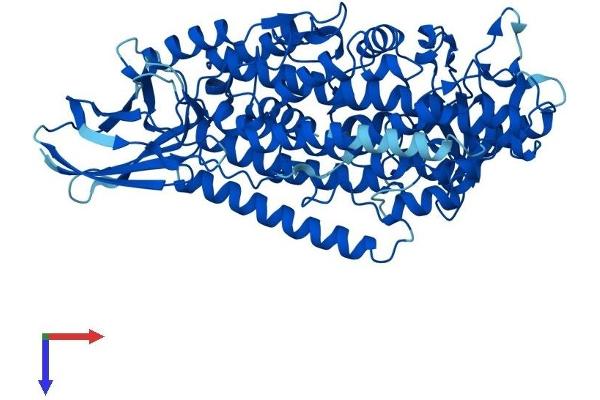 ALOX12 Protein (AA 1-663) (His tag)