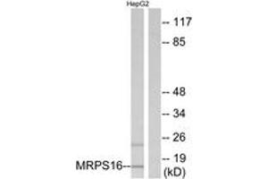 Western blot analysis of extracts from HepG2 cells, using MRPS16 Antibody.