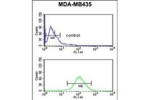 NARFL Antibody (Center) (ABIN653781 and ABIN2843068) flow cytometric analysis of MDA-M cells (bottom histogram) compared to a negative control cell (top histogram).