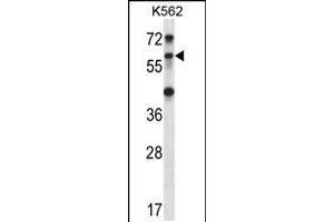 Western blot analysis in K562 cell line lysates (35ug/lane). (TRIM27 Antikörper  (C-Term))