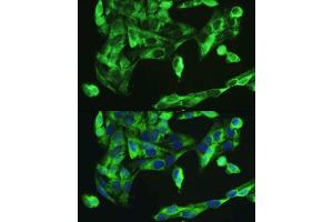 Immunofluorescence analysis of U2OS cells using BMP2 antibody. (BMP2 Antikörper  (AA 283-396))