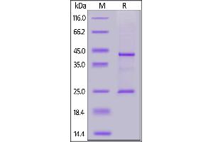 SDS-PAGE (SDS) image for Membrane-Spanning 4-Domains, Subfamily A, Member 1 (MS4A1) (AA 1-297) (Active) protein (His tag,AVI tag,Biotin) (ABIN7013417)