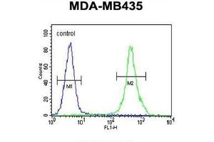 ZEB2 Antibody (C-term) flow cytometric analysis of MDA-MB435 cells (right histogram) compared to a negative control cell (left histogram). (ZEB2 Antikörper  (C-Term))