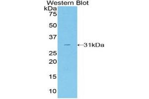 Western blot analysis of recombinant Mouse TALDO1. (TALDO1 Antikörper  (AA 35-285))