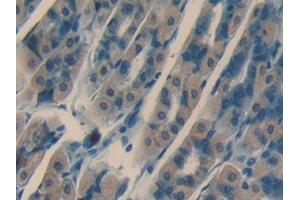IHC-P analysis of Mouse Stomach Tissue, with DAB staining. (NRARP Antikörper  (AA 3-109))