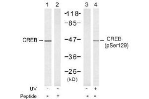 Image no. 2 for anti-cAMP Responsive Element Binding Protein 1 (CREB1) (Ser129) antibody (ABIN197535) (CREB1 Antikörper  (Ser129))