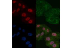 SAP62 Mouse Monoclonal Antibody staining Hela cells by IF/ICC. (SF3A2 Antikörper)