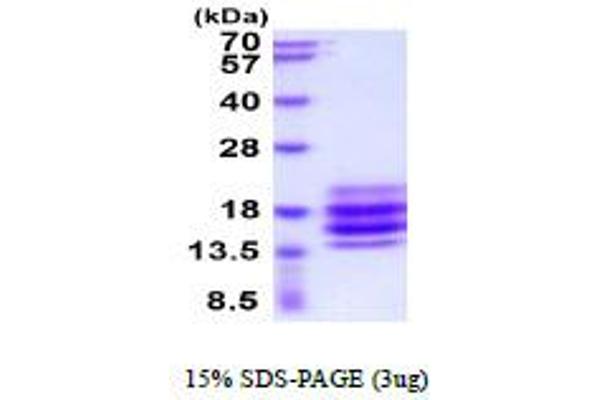 CD90 Protein (THY1) (AA 20-130) (His tag)