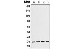 Western blot analysis of COPS7A expression in JAR (A), HeLa (B), Raw264. (COPS7A Antikörper  (C-Term))