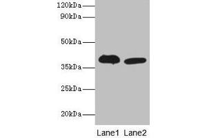 Western blot All lanes: Adh5 antibody at 2 μg/mL Lane 1: Mouse liver tissue Lane 2: Mouse kidney tissue Secondary Goat polyclonal to rabbit IgG at 1/10000 dilution Predicted band size: 40 kDa Observed band size: 40 kDa (ADH5 Antikörper  (AA 2-374))