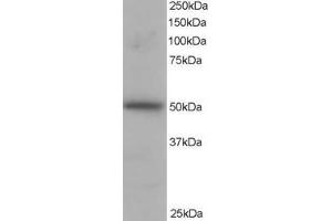 Western Blotting (WB) image for anti-Protein Kinase C and Casein Kinase Substrate in Neurons 3 (PACSIN3) (N-Term) antibody (ABIN2466062) (PACSIN3 Antikörper  (N-Term))
