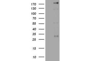 Image no. 5 for anti-Paternally Expressed 3 (PEG3) (AA 1-364) antibody (ABIN1490765) (PEG3 Antikörper  (AA 1-364))