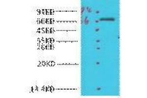 Western Blot (WB) analysis of HeLa, diluted at 1:1000. (COX1 Antikörper)