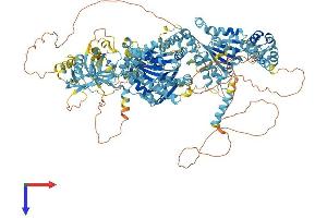 PEX1 Protein (AA 1-1284) (His tag)
