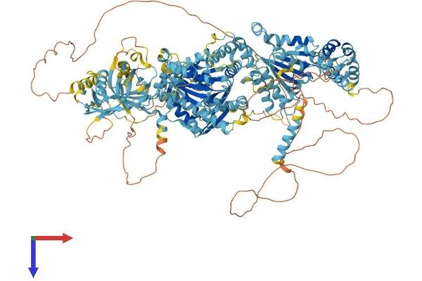 PEX1 Protein (AA 1-1284) (His tag)