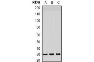 Western blot analysis of CD66c/d expression in HepG2 (A), A549 (B), mouse brain (C) whole cell lysates. (CEACAM3/6 Antikörper)
