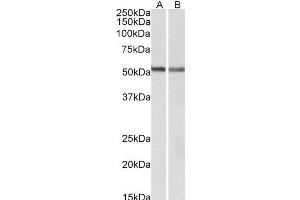 ABIN768572 (0. (CNR1 Antikörper  (N-Term))