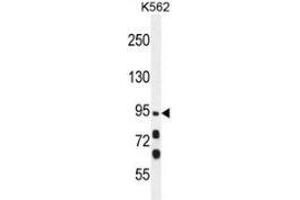 Western blot analysis in K562 cell line lysates (35ug/lane) using MYO19 Antibody .