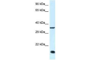 Western Blot showing Klf3 antibody used at a concentration of 1.