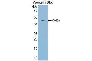Western Blotting (WB) image for anti-Transferrin (TF) (AA 360-682) antibody (ABIN1078589) (Transferrin Antikörper  (AA 360-682))