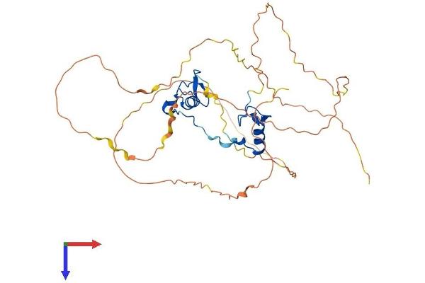 GATA5 Protein (AA 1-397) (His tag)