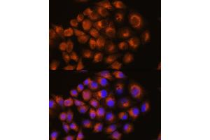 Immunofluorescence analysis of HeLa cells using A antibody (ABIN3022193, ABIN3022194, ABIN3022195 and ABIN6218659) at dilution of 1:100. (Adenosine A2a Receptor Antikörper  (AA 100-200))