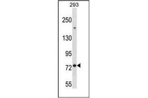 Western blot analysis of MED16 Antibody (Center) in 293 cell line lysates (35ug/lane). (MED16 Antikörper  (Middle Region))