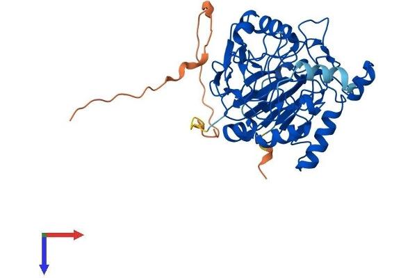 NAPEPLD Protein (AA 1-393) (His tag)