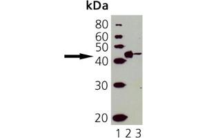 Western Blot Analysis of CD40: Lane 1: MWM, Lane 2: ESK4 cell lysate, Lane 3: Molt 4 cell lysate. (CD40 Antikörper)