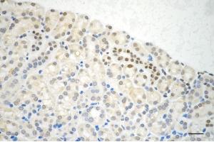 Immunohistochemistry was performed on paraffin-embedded mouse kidney using MAP2K3 antibody (ABIN7799465), 1:200).