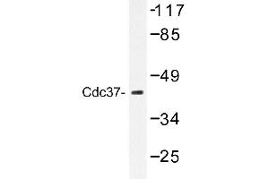 Image no. 1 for anti-Cell Division Cycle 37 Homolog (S. Cerevisiae) (CDC37) antibody (ABIN272280) (CDC37 Antikörper)