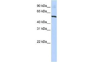 Western Blotting (WB) image for anti-Solute Carrier Family 36 (Proton/amino Acid Symporter), Member 2 (SLC36A2) antibody (ABIN2458820) (SLC36A2 Antikörper)