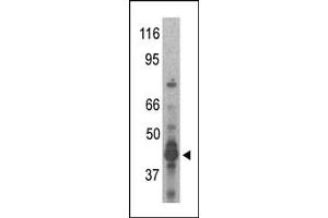 Image no. 1 for anti-Protein Arginine Methyltransferase 6 (PRMT6) (N-Term) antibody (ABIN356530)