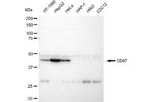 Western blotting analysis using CD97 antibody (ABIN7797989). (Rekombinanter CD97 Antikörper)