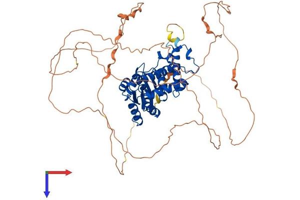 EYA4 Protein (AA 1-639) (His tag)
