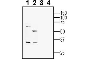 Western blot analysis of human Colo-205 colon carcinoma cell line lysate (lanes 1 and 3) and human  MG glioblastoma cell line lysate (lanes 2 and 4):1-2. (Ephrin B2 Antikörper  (Extracellular))