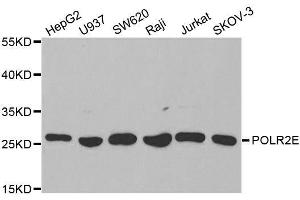 Western blot analysis of extracts of various cell lines, using POLR2E antibody. (POLR2E Antikörper  (AA 1-210))