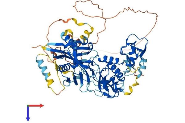 Deltex Homolog 4 Protein (AA 1-616) (His tag)